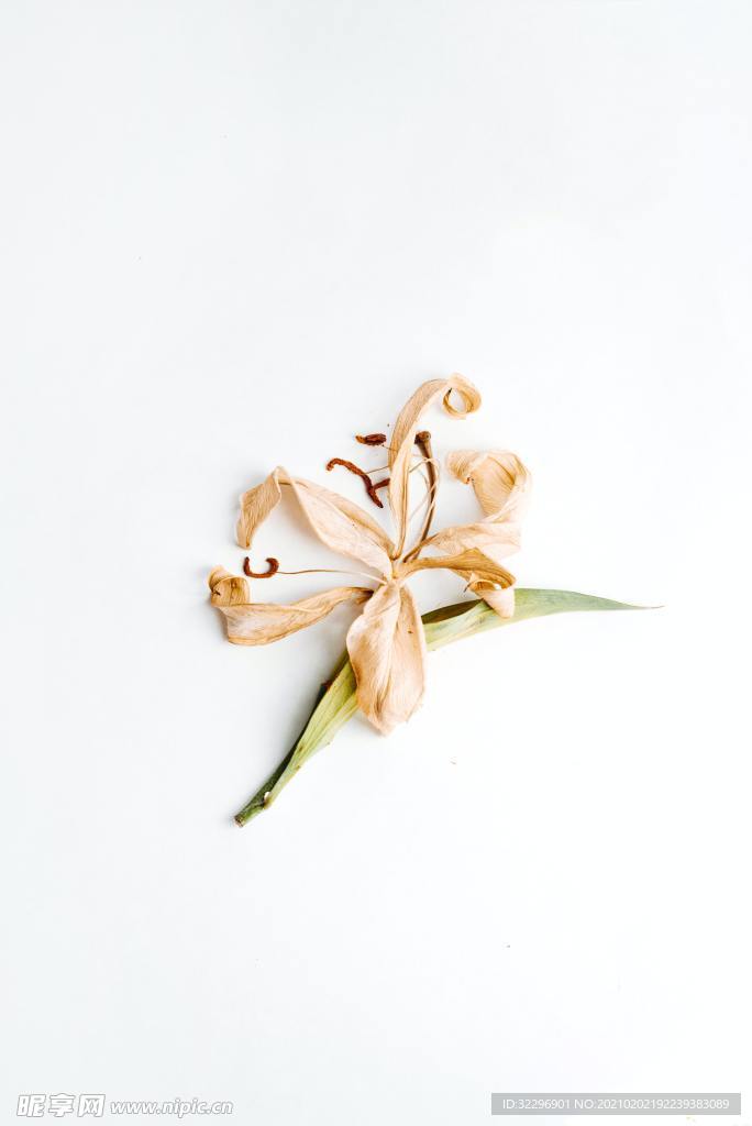 花卉