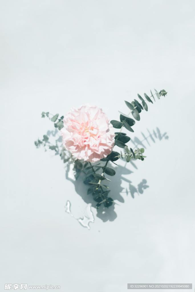 花卉