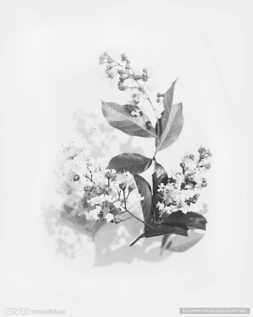 花卉