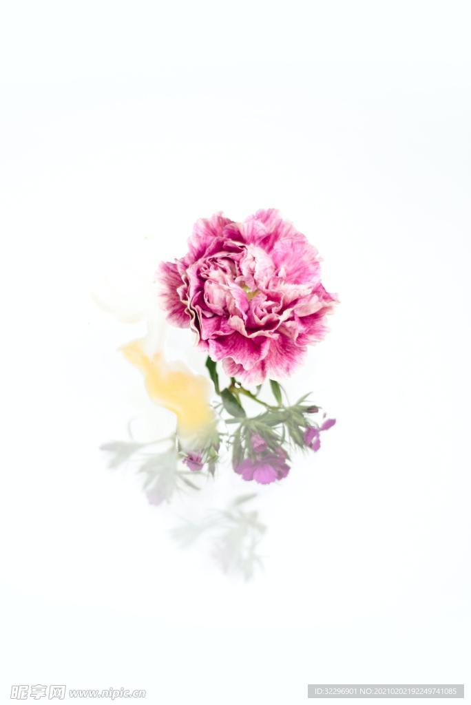 花卉