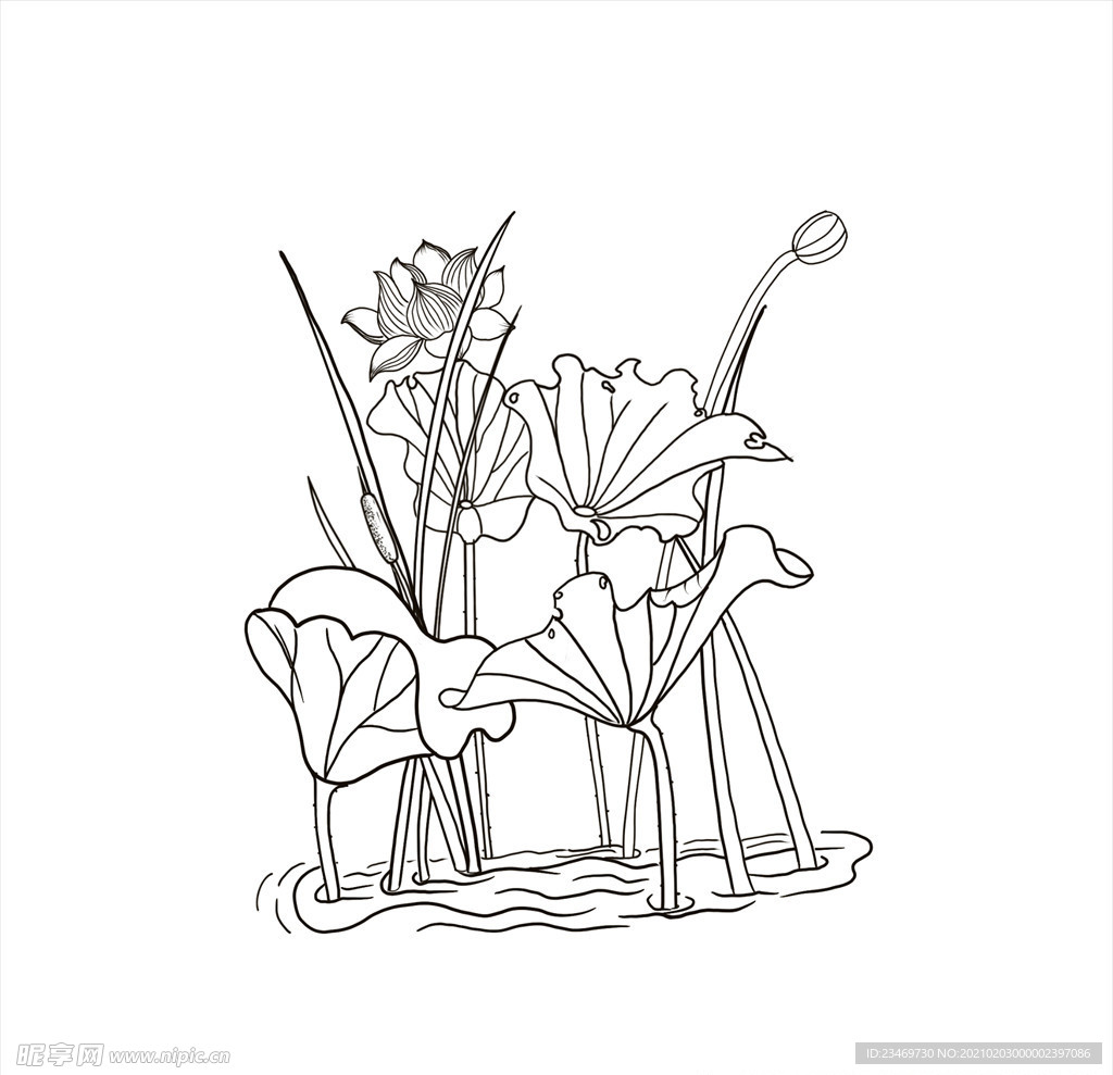 荷花