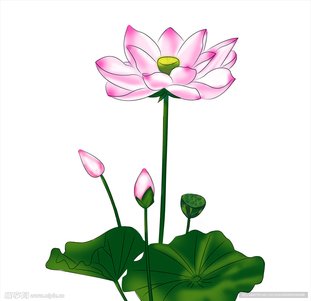 荷花