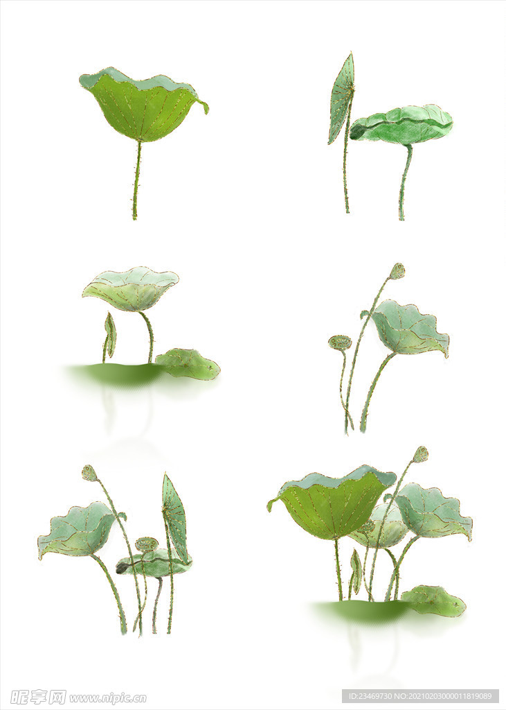 荷花