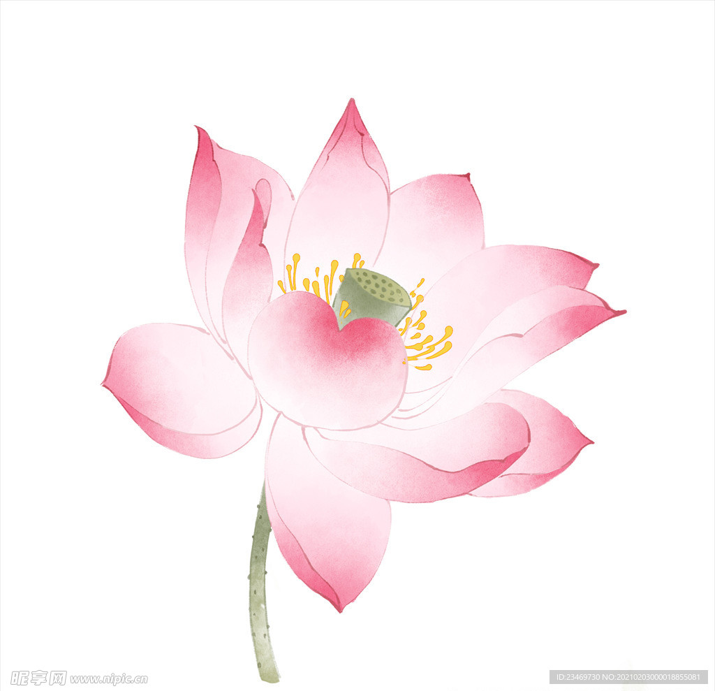 荷花