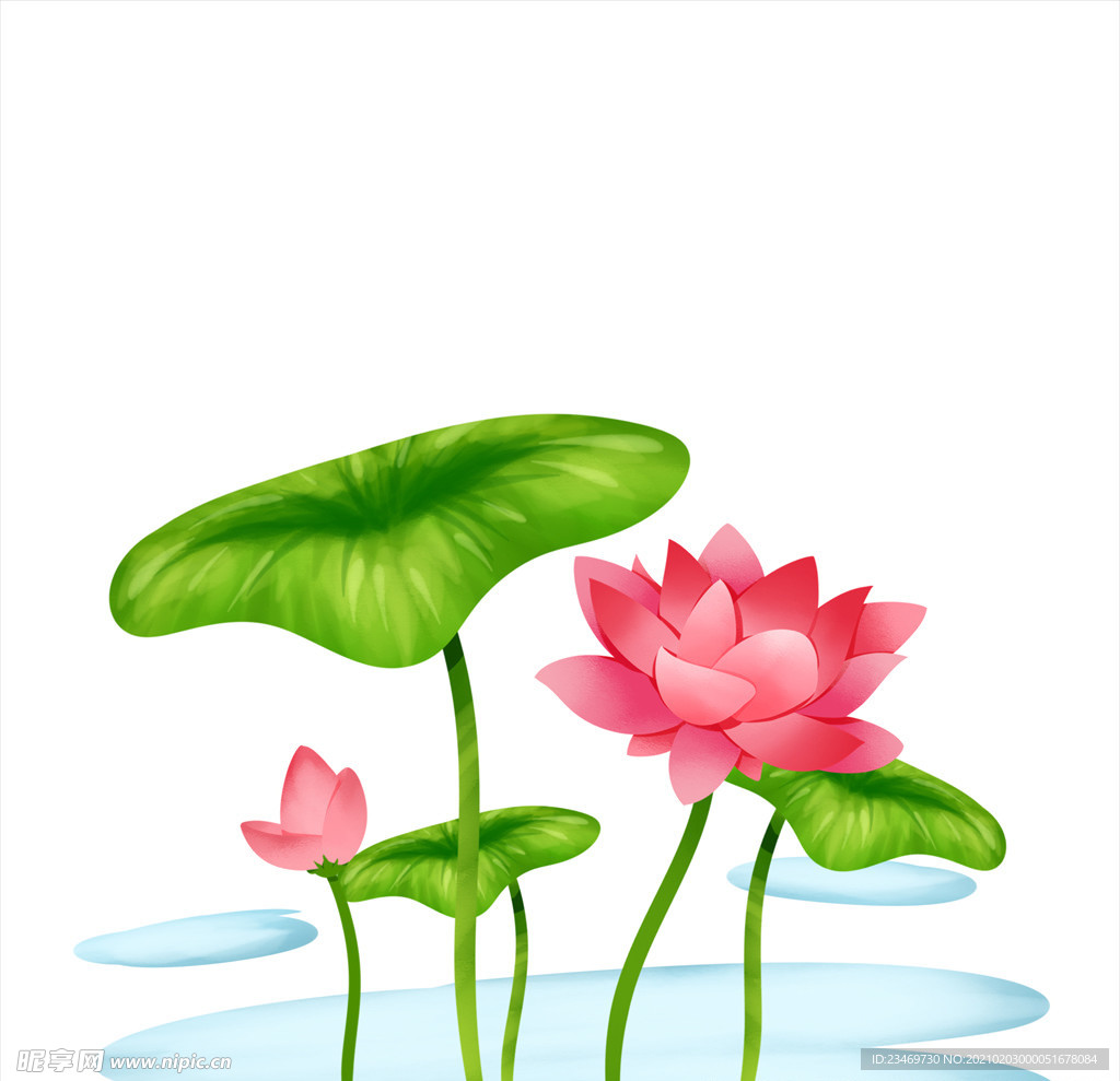 荷花