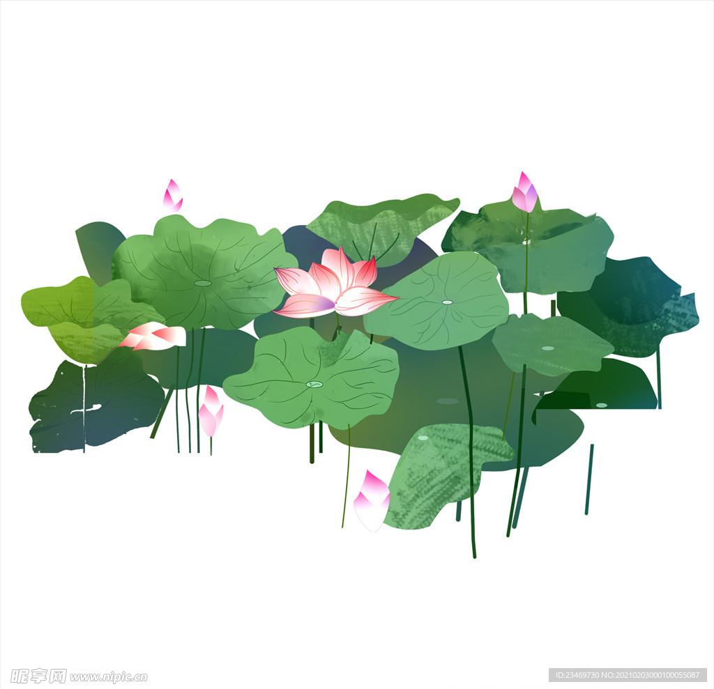荷花