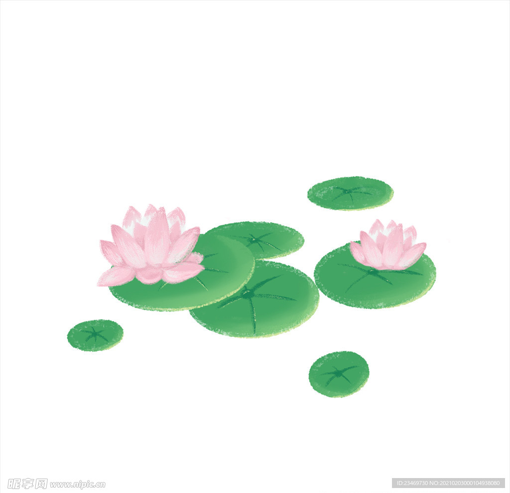 荷花