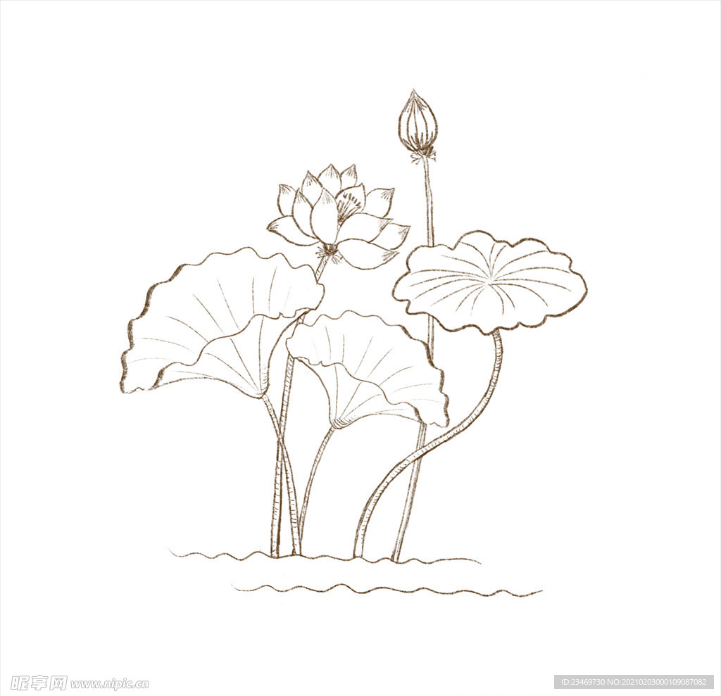 荷花