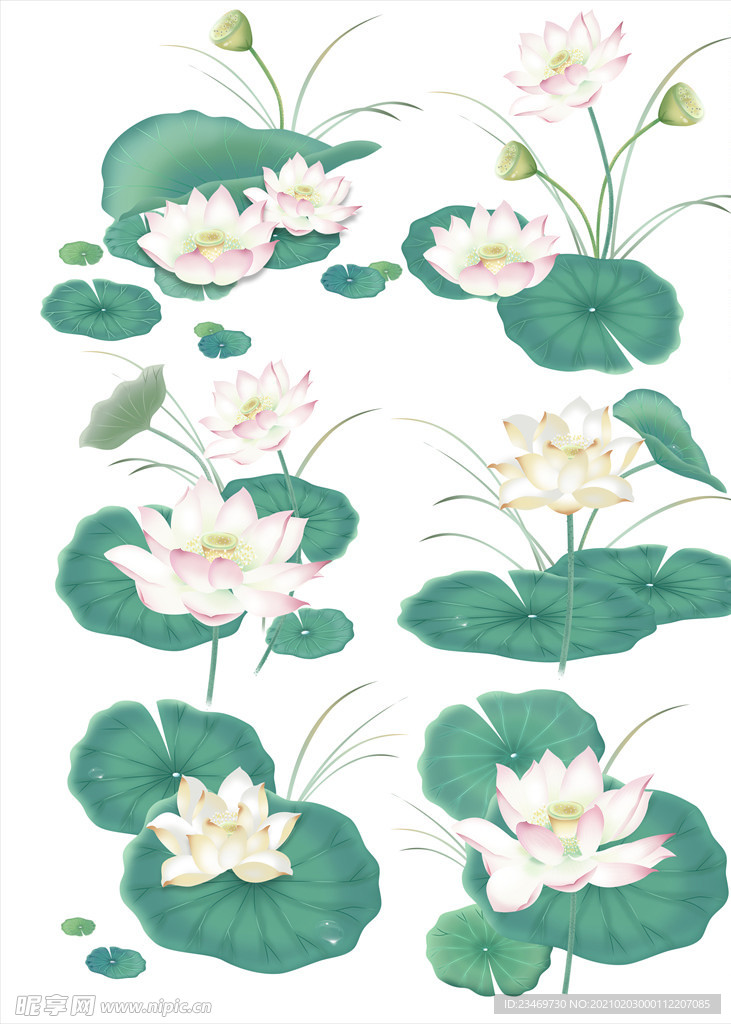 荷花