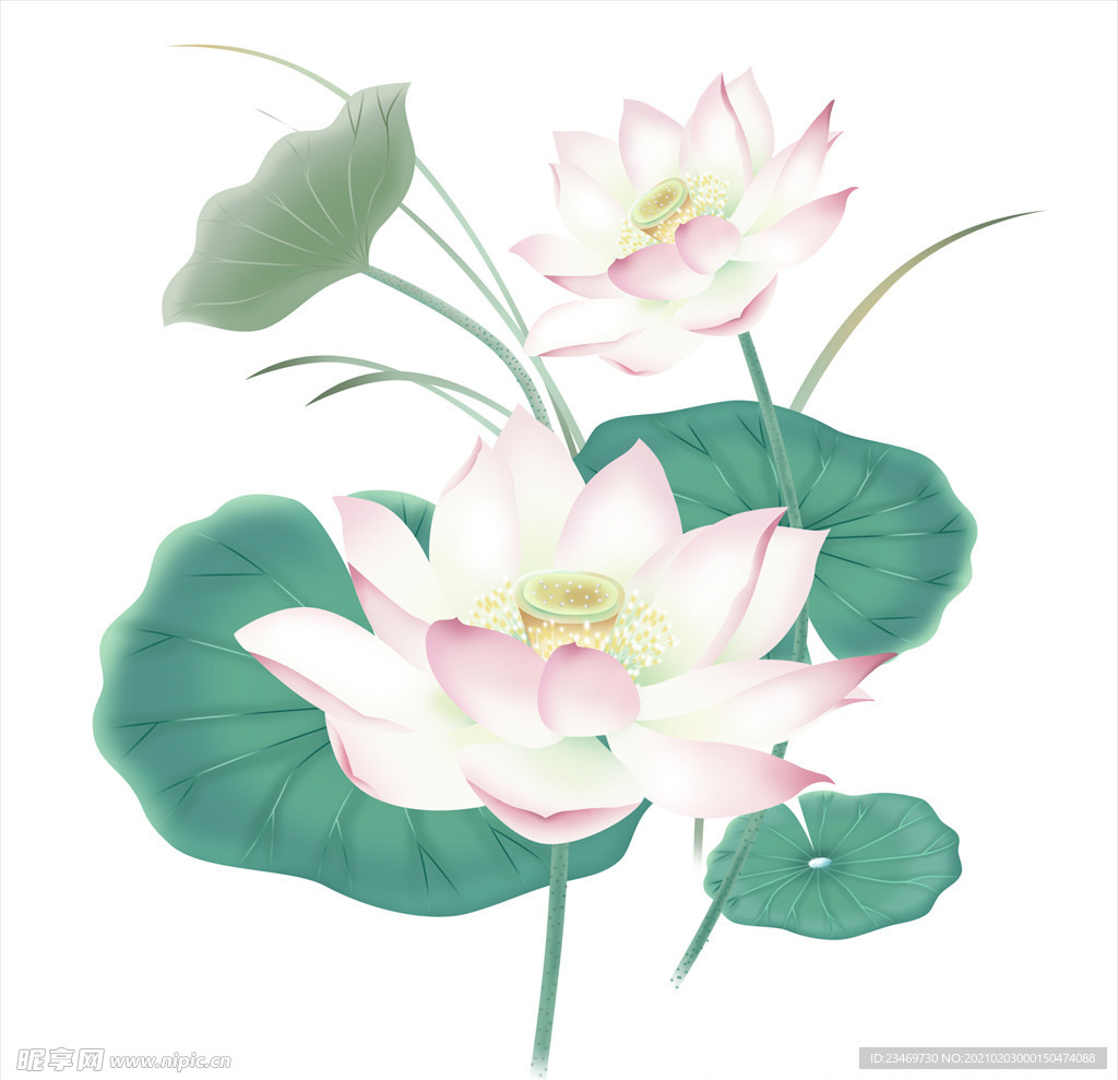 荷花