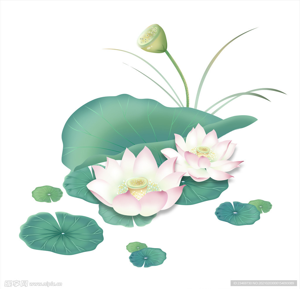 荷花