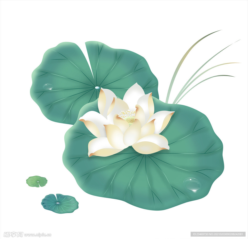荷花