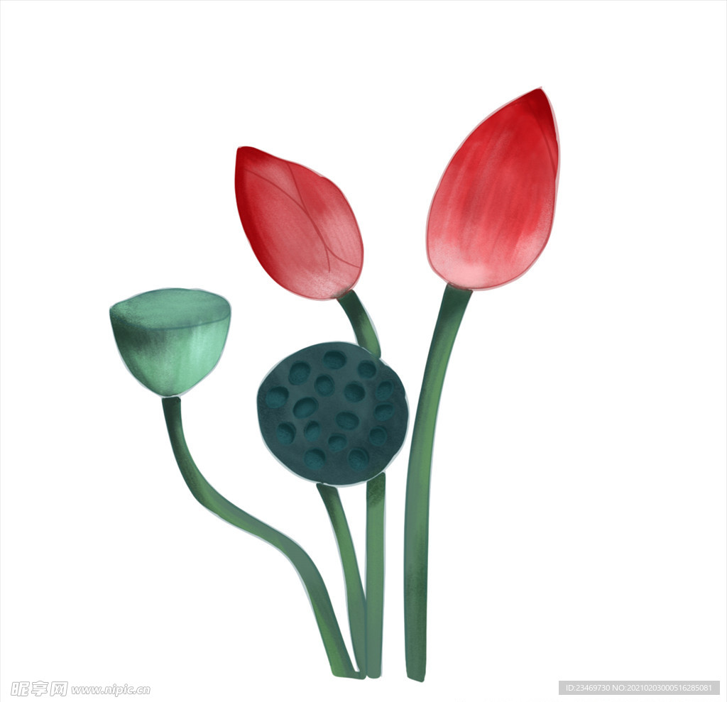 荷花