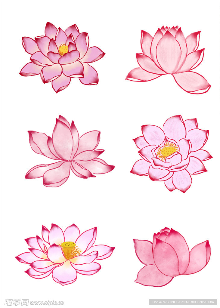荷花