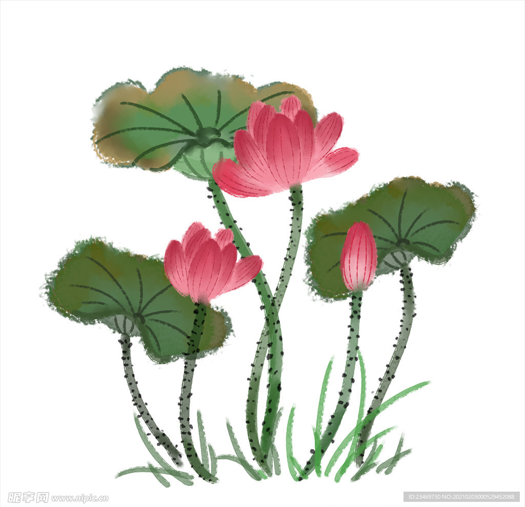 荷花