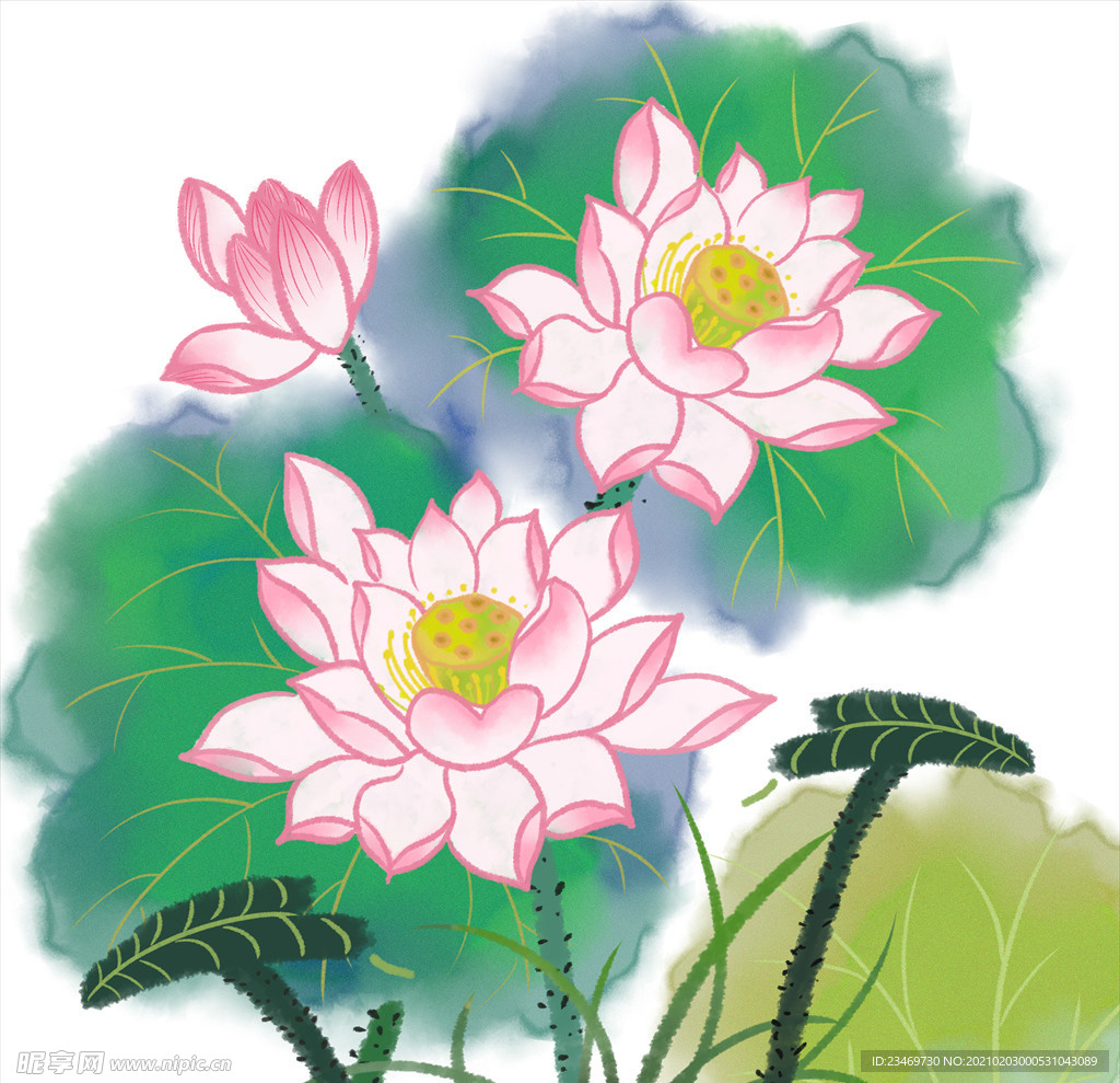 荷花