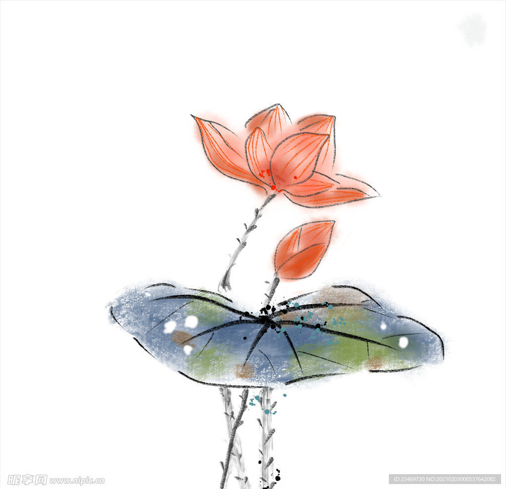 荷花