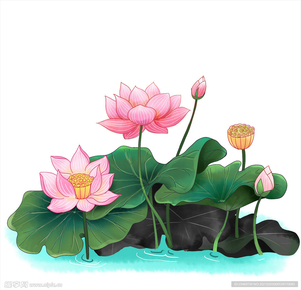 荷花