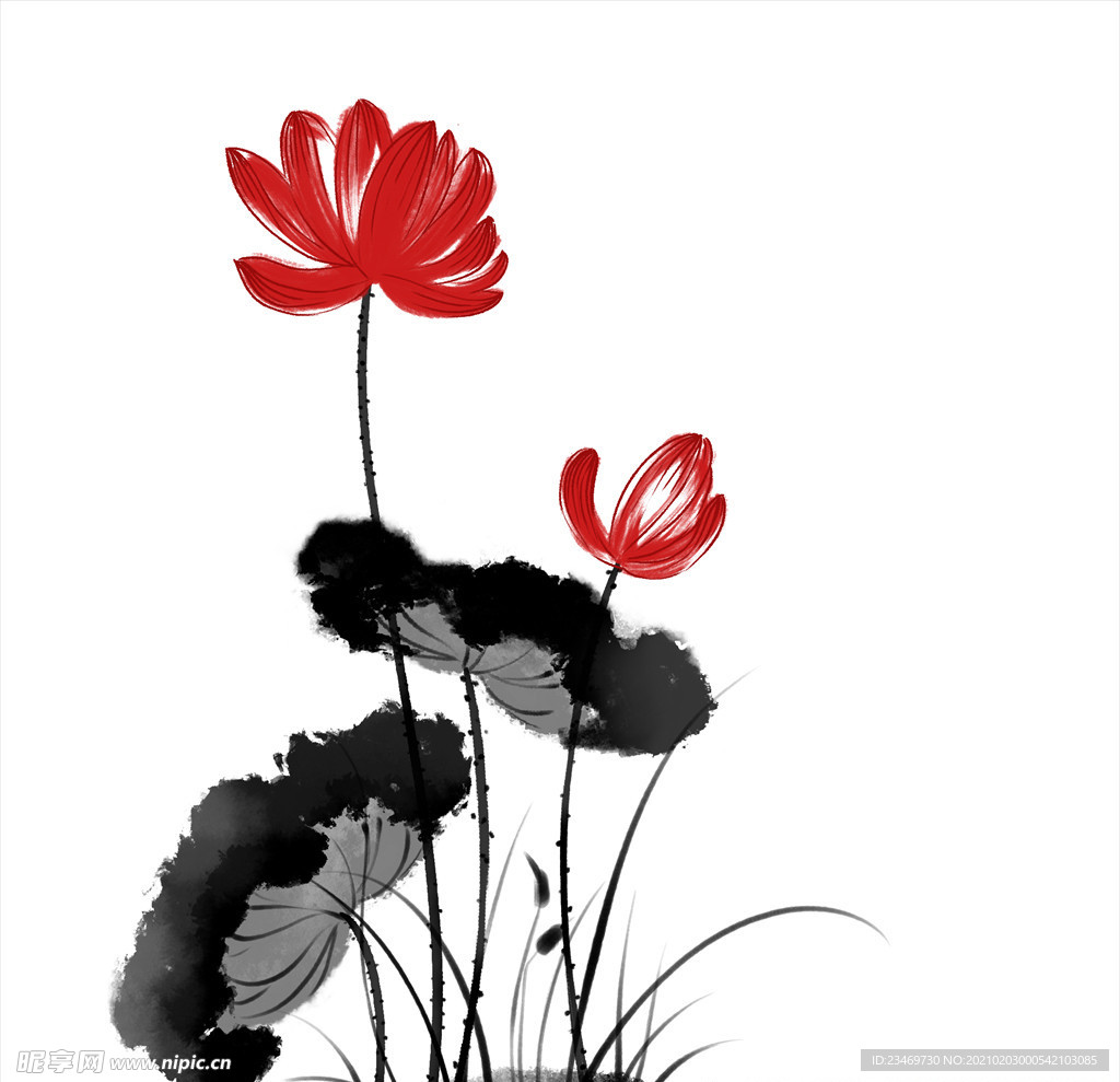 荷花