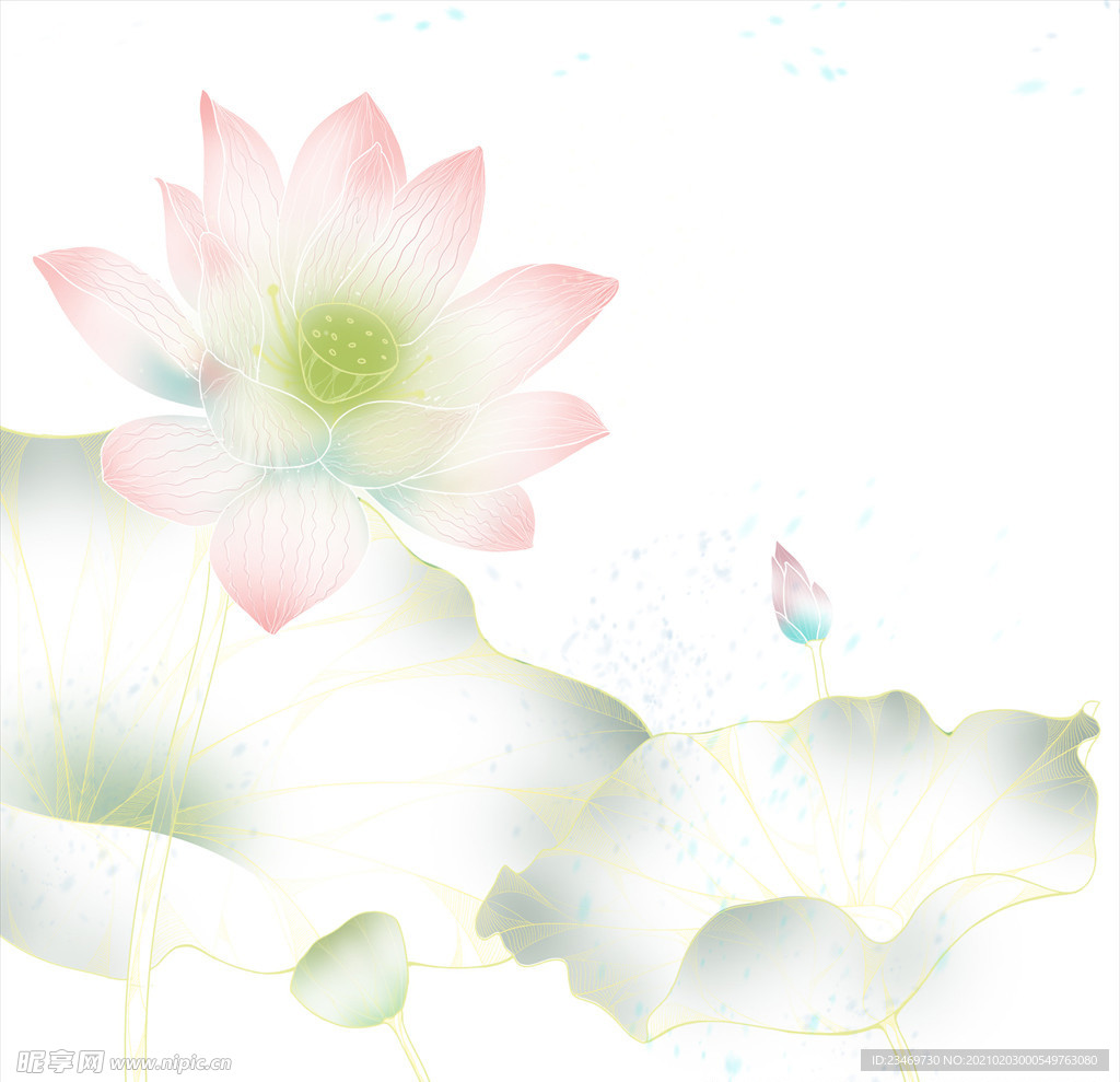 荷花