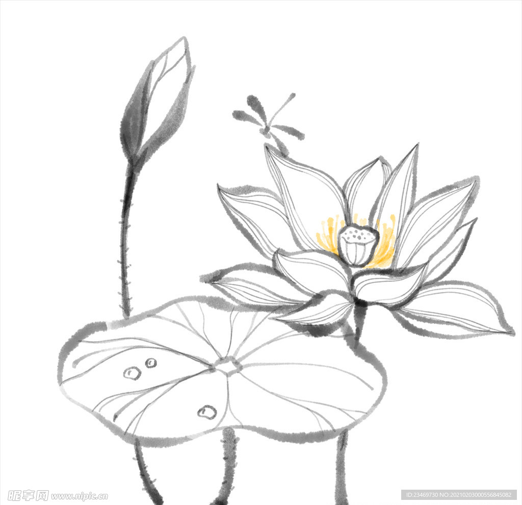 荷花