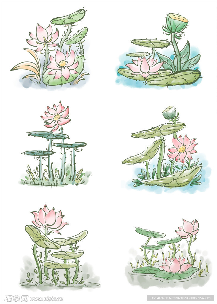 荷花