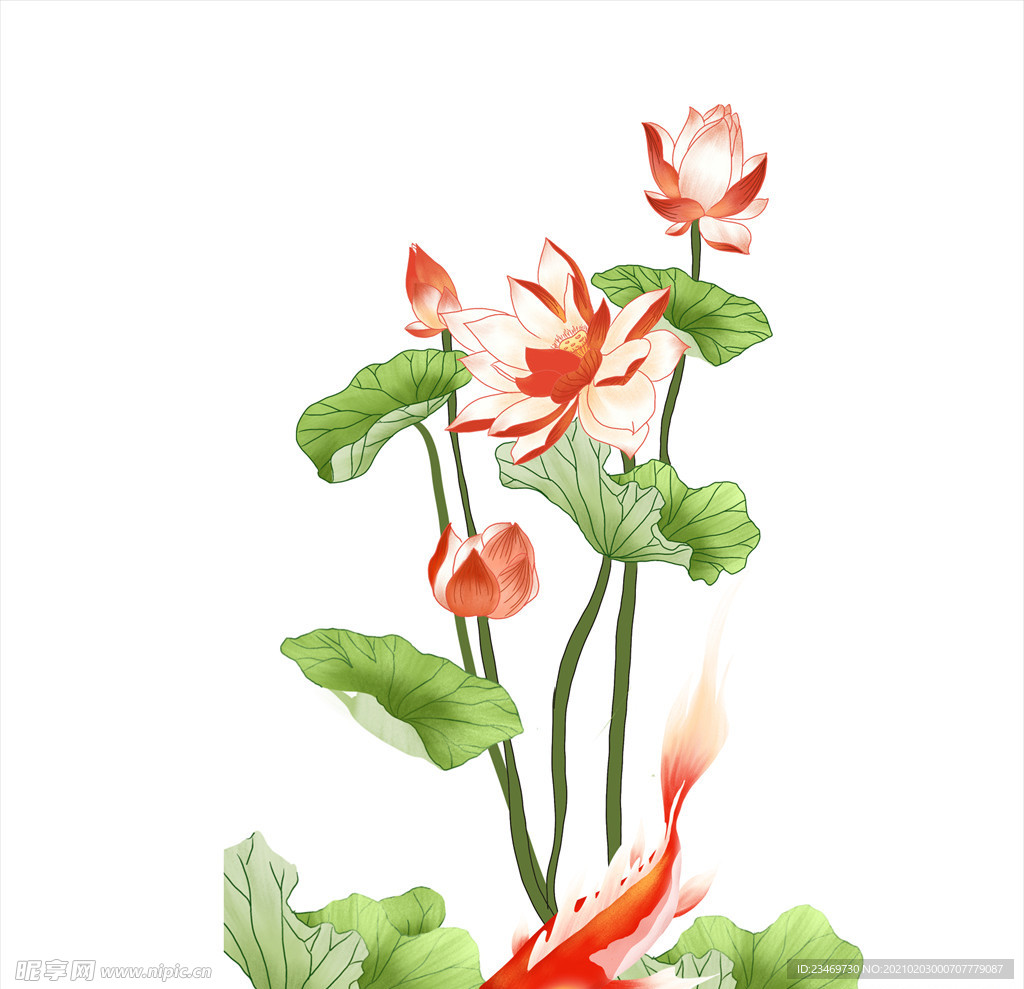 荷花