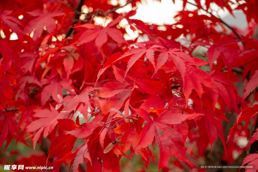 红枫叶