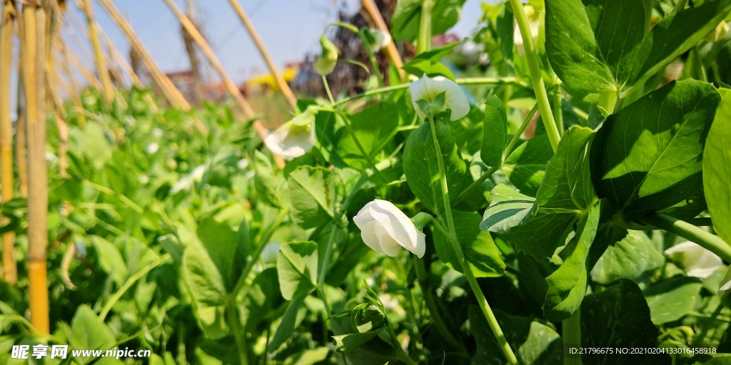 豌豆花