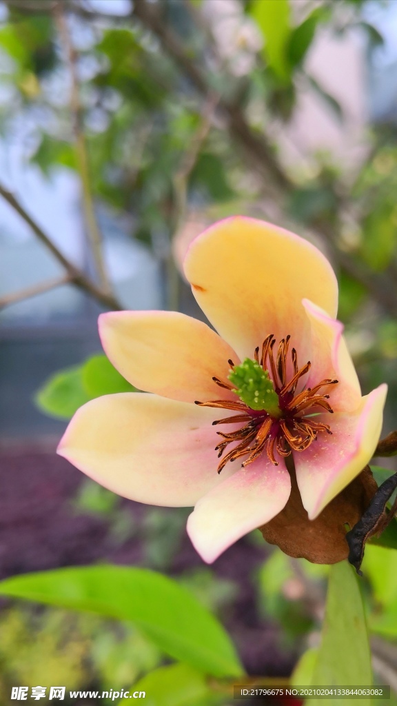 含笑花