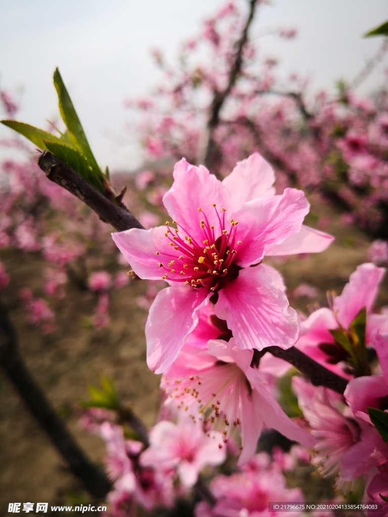 桃花