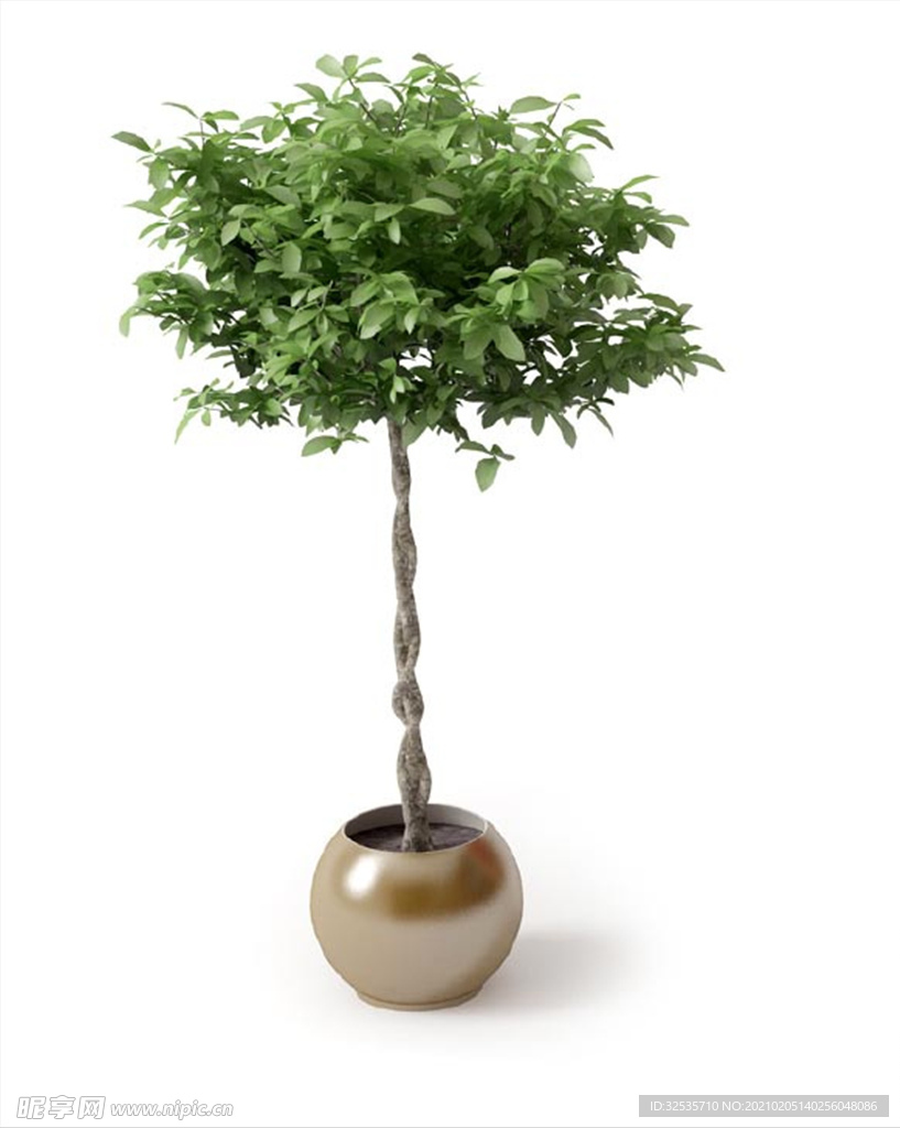 白兰