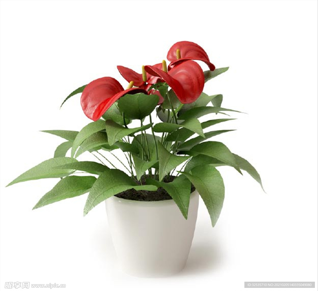 花烛