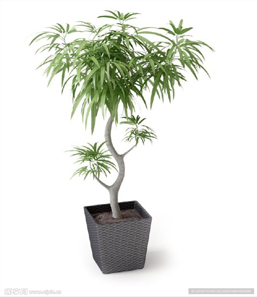 艺术盆栽