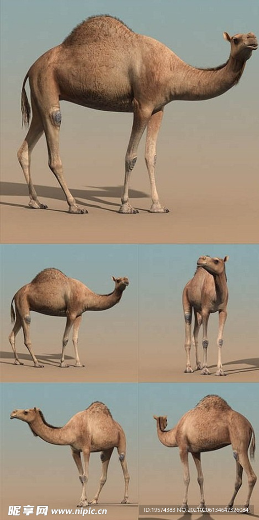 3dmax模型骆驼