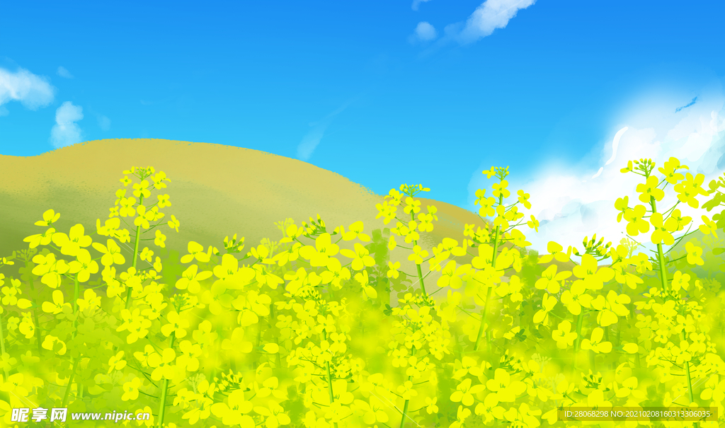 卡通装饰油菜花背景