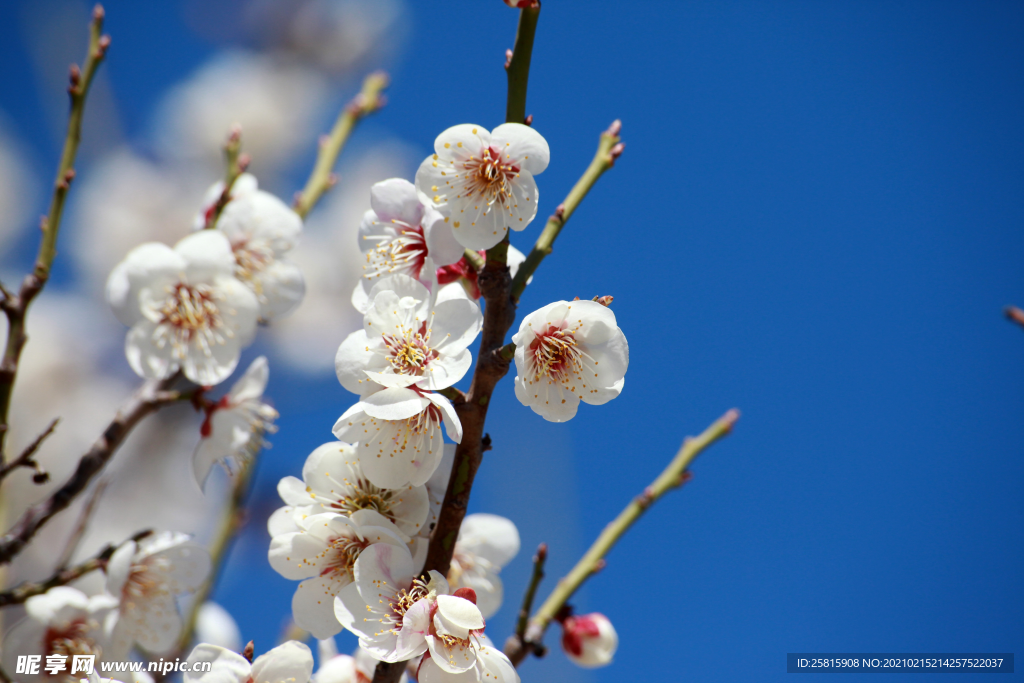 白梅花