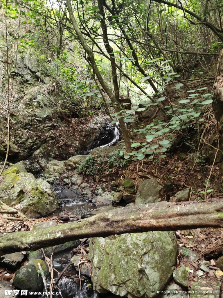 阔叶森林 溪流