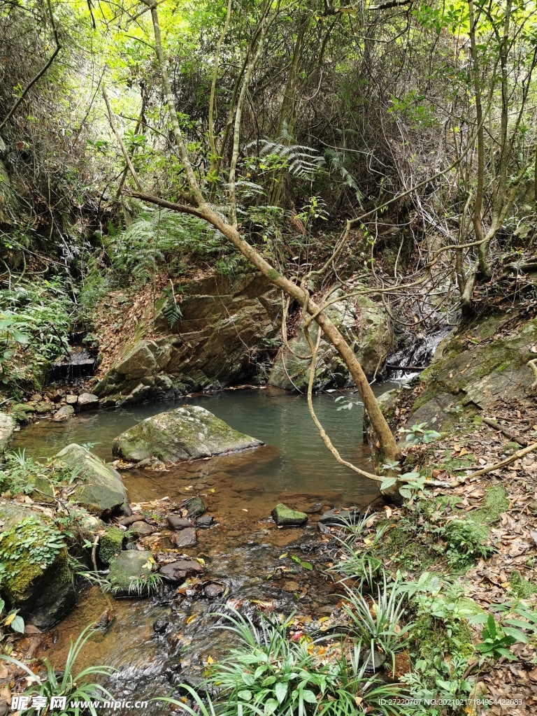 山林的溪流