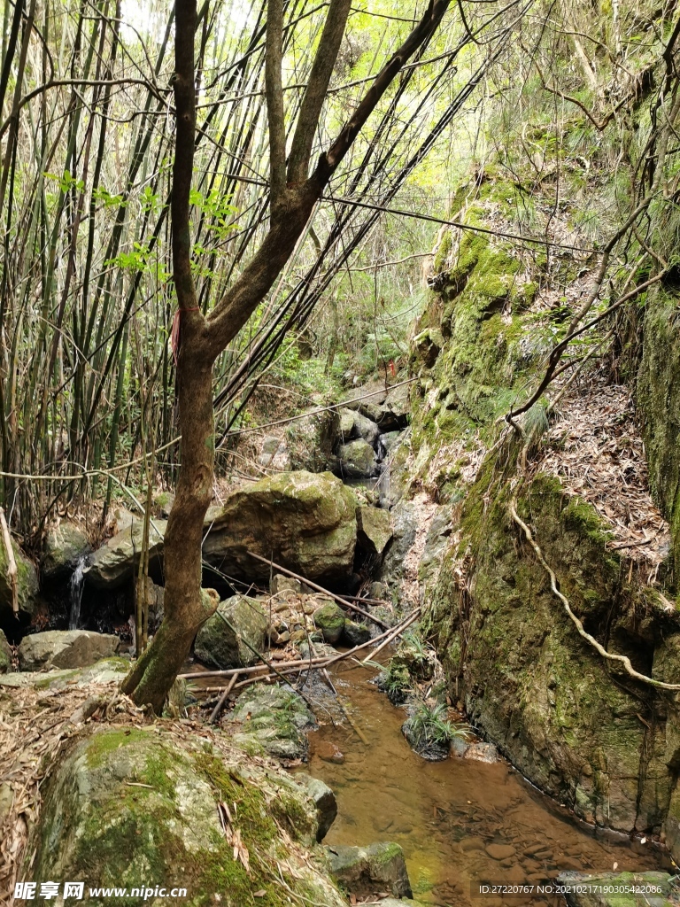 森林溪流