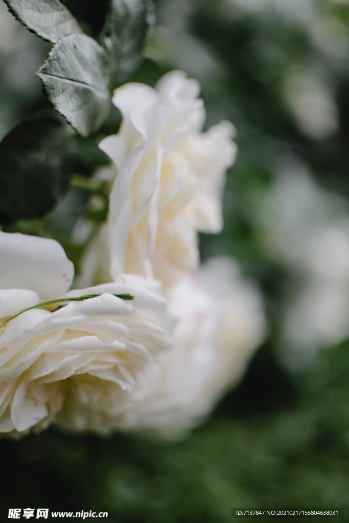 白色玫瑰花