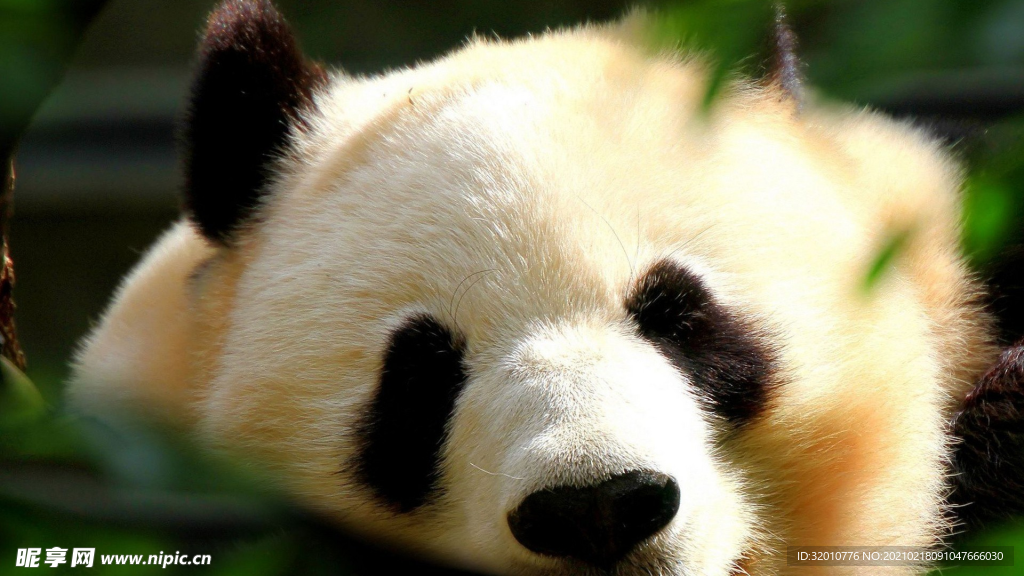 壁纸   好看   桌面