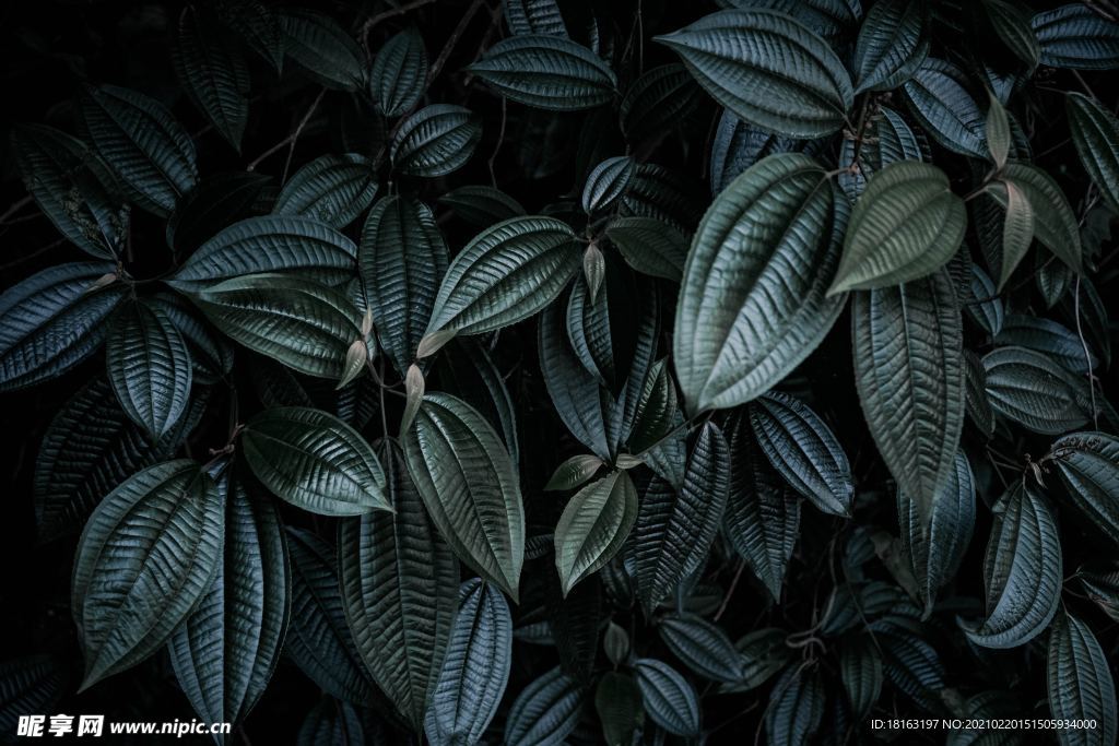 墨绿色植物叶子