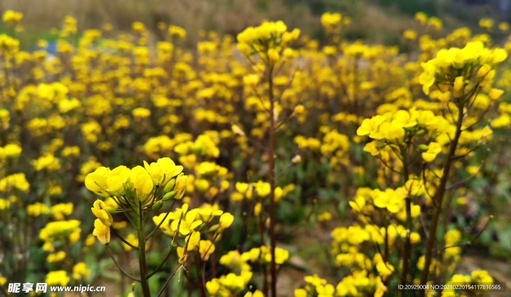 油菜花