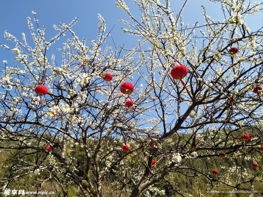 梨花 红灯笼