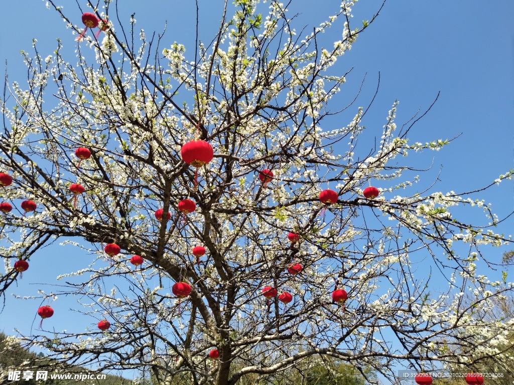 梨花 灯笼