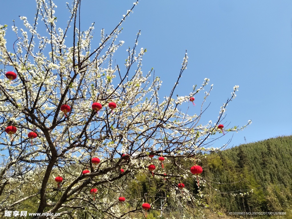 梨花 灯笼