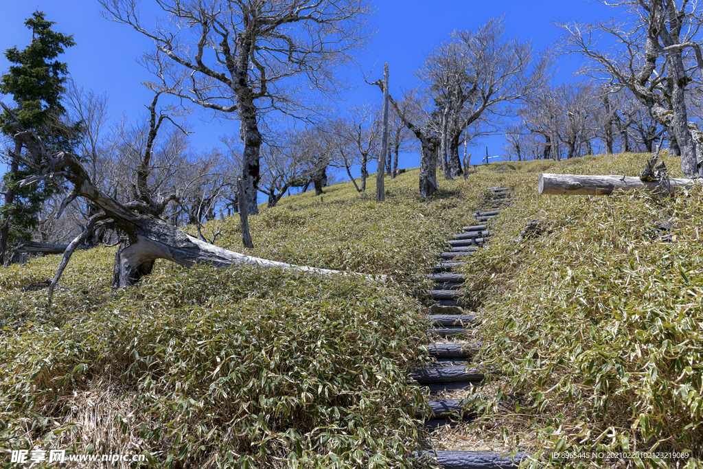 山