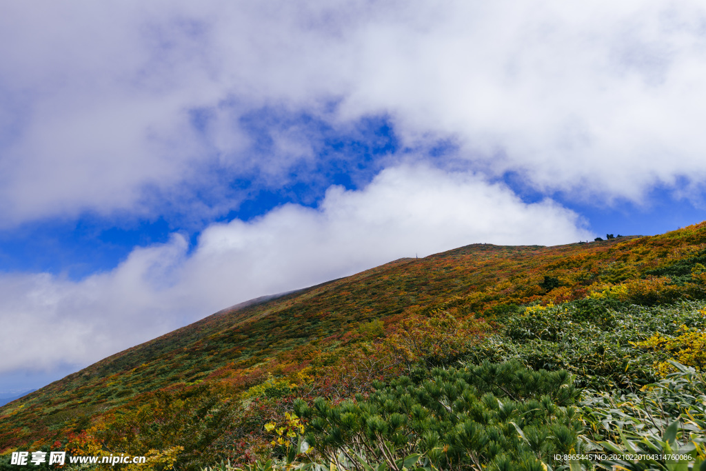 山
