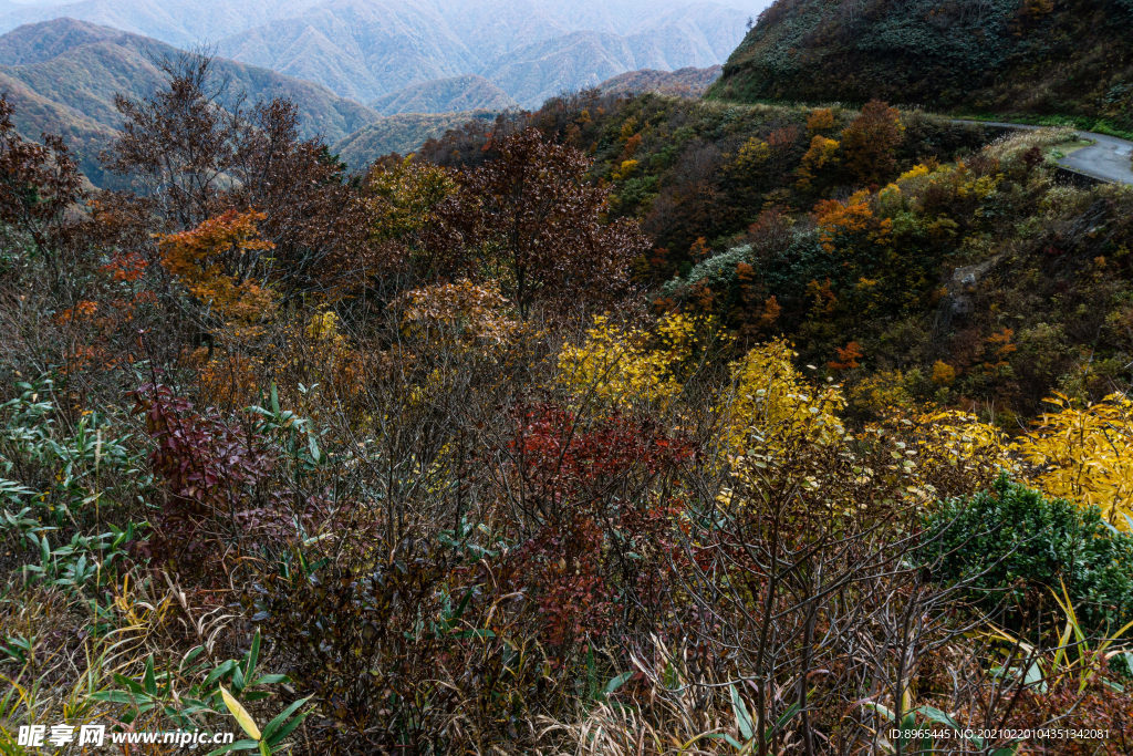 山